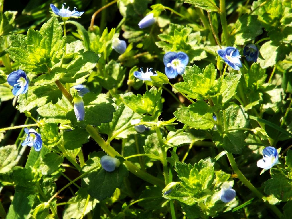 Veronica persica (Lamiales - Plantaginaceae)